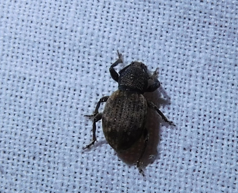 Otiorhynchus raucus - molyhos gyalogormányos
