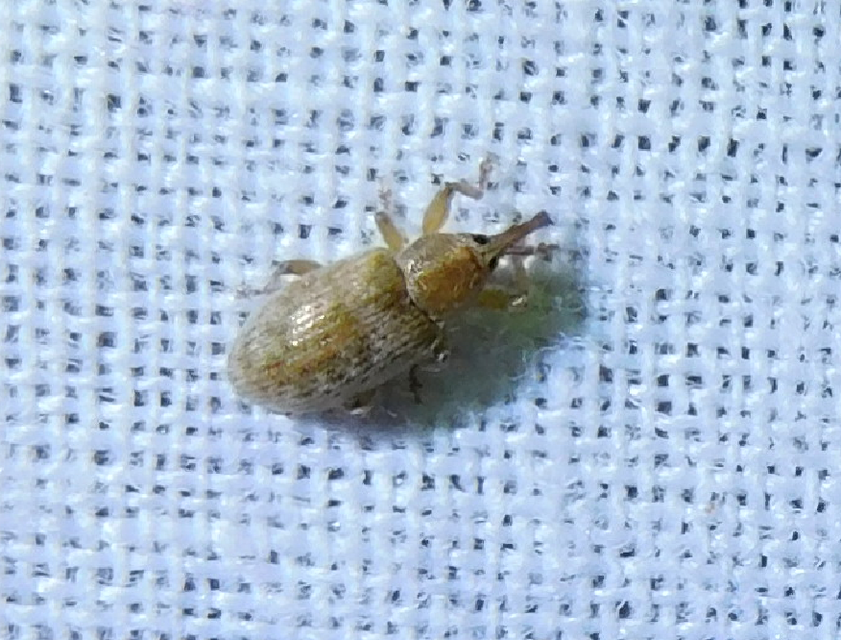 Dorytomus villosulus - sárgás hangormányos