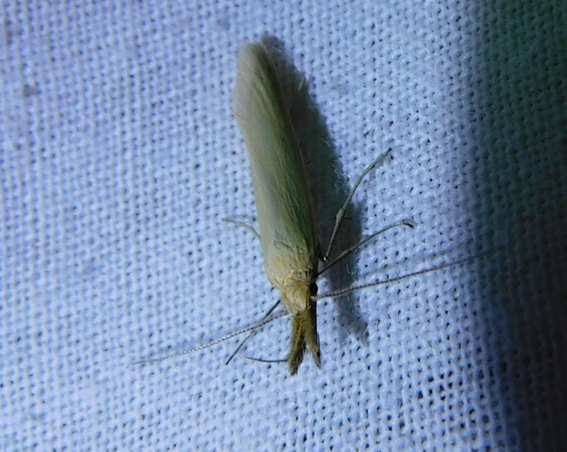 Pleurota