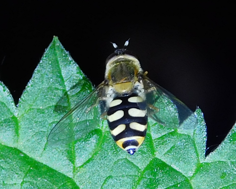 Eupeodes