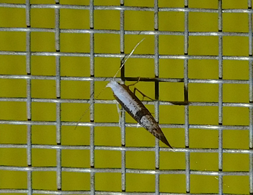 Argyresthia