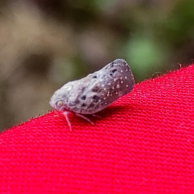 Metcalfa pruinosa - amerikai lepkekabóca
