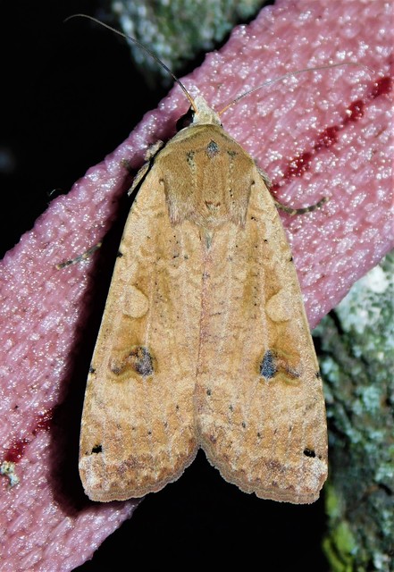 nagy sárgafűbagoly - Noctua pronuba