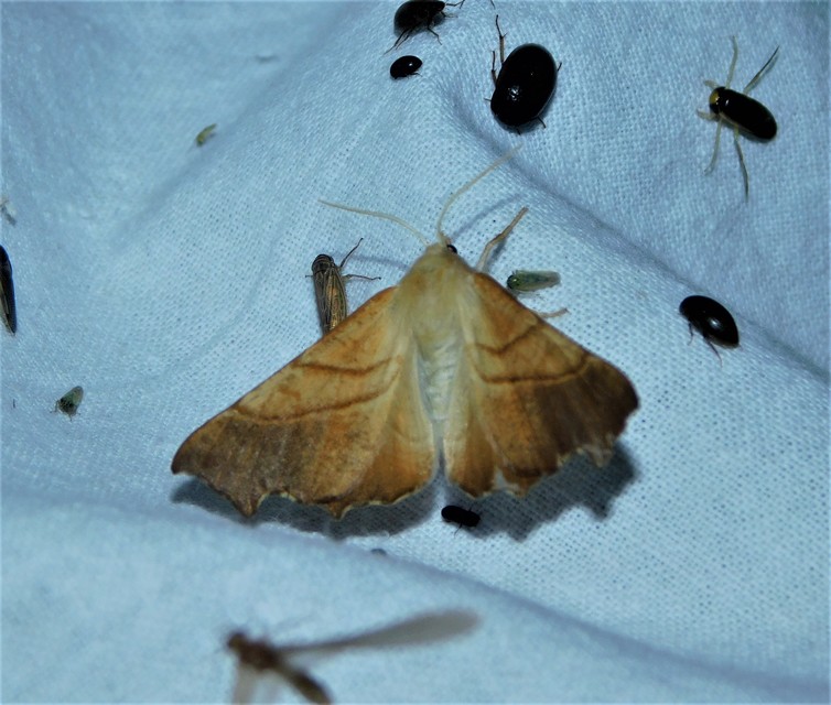 Ennomos fuscantaria - kőris-levélaraszoló