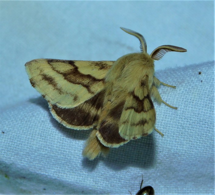 kutyatejszövő - Malacosoma castrensis