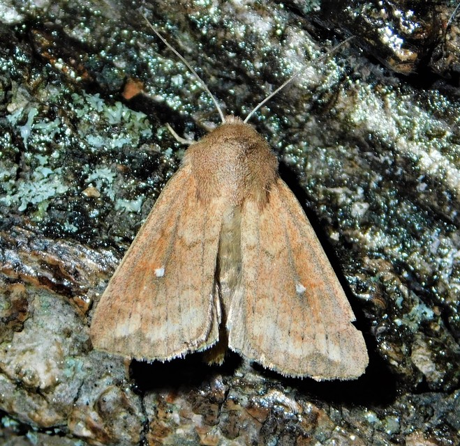 fehérpettyes rétibagoly - Mythimna albipuncta