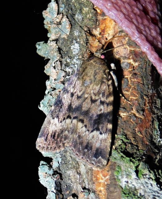 rezesszárnyú bagoly - Amphipyra berbera svensoni