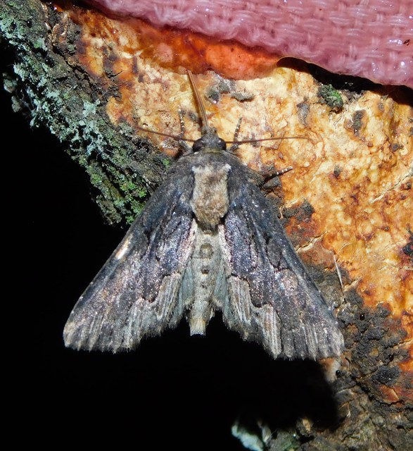 szurokbarna nyáribagoly - Dypterygia scabriuscula