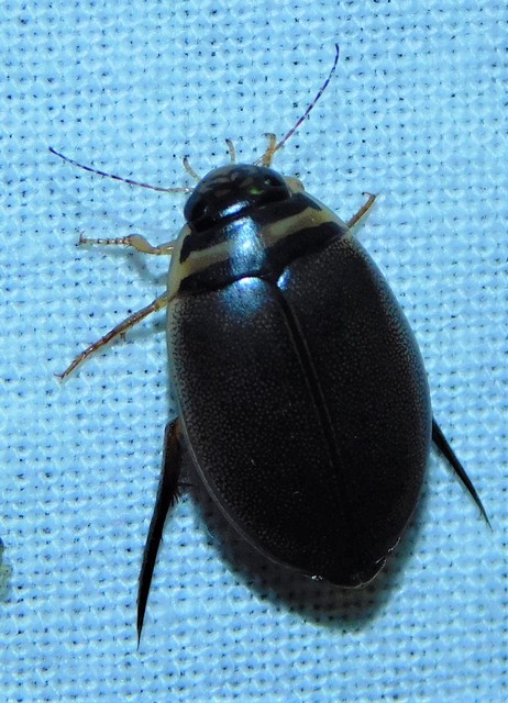 Graphoderus cinereus - gyakori tavicsíkbogár