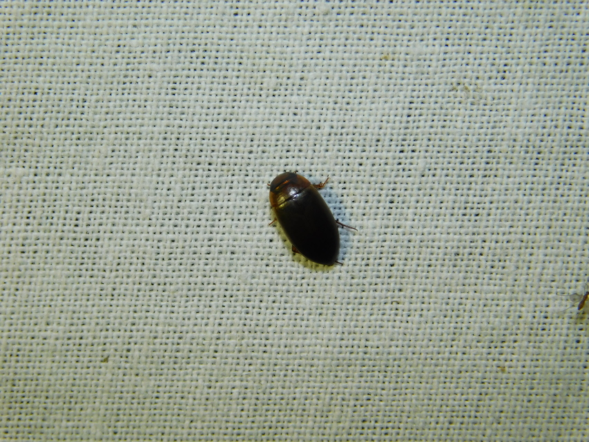 Liopterus haemorrhoidalis - rozsdás csíkbogár Liopterus haemorrhoidalis - rozsdás csíkbogár