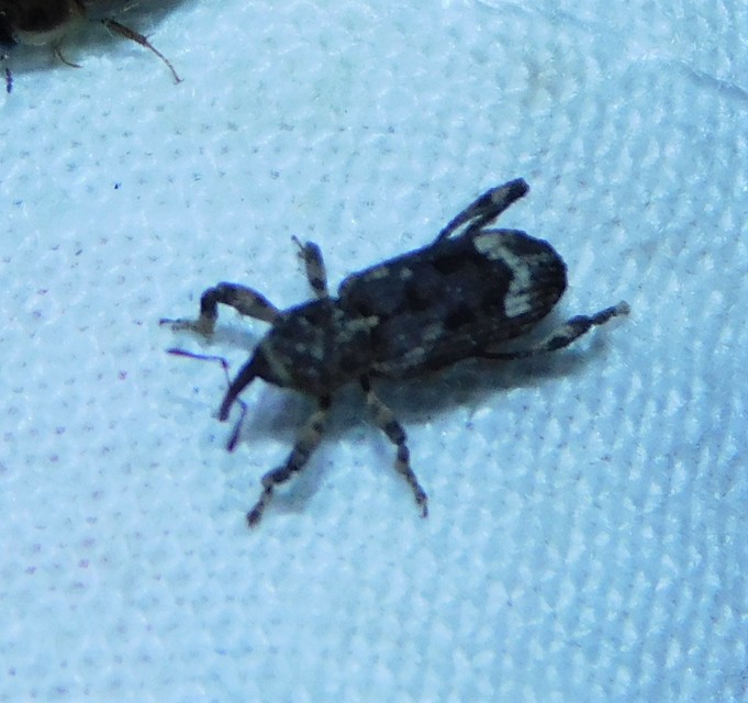 Camptorhinus simplex - sima holttettetős-ormányos