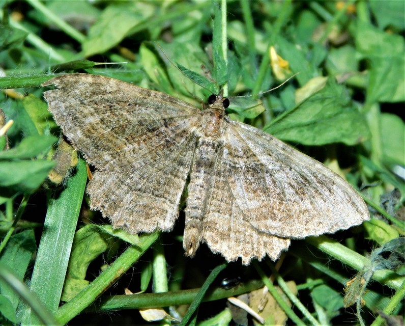 varjútövis-araszoló - Philereme transversata