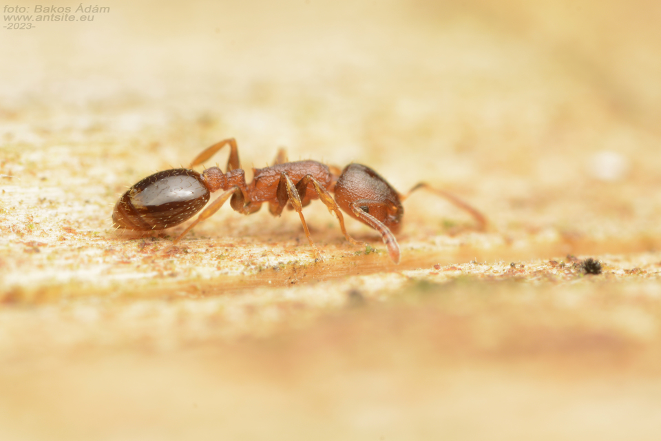 Temnothorax jailensis - fényesfejű kéreghangya