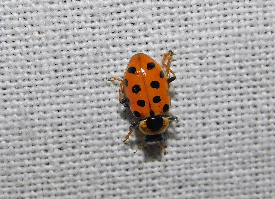 Hippodamia tredecimpunctata - mocsári katica