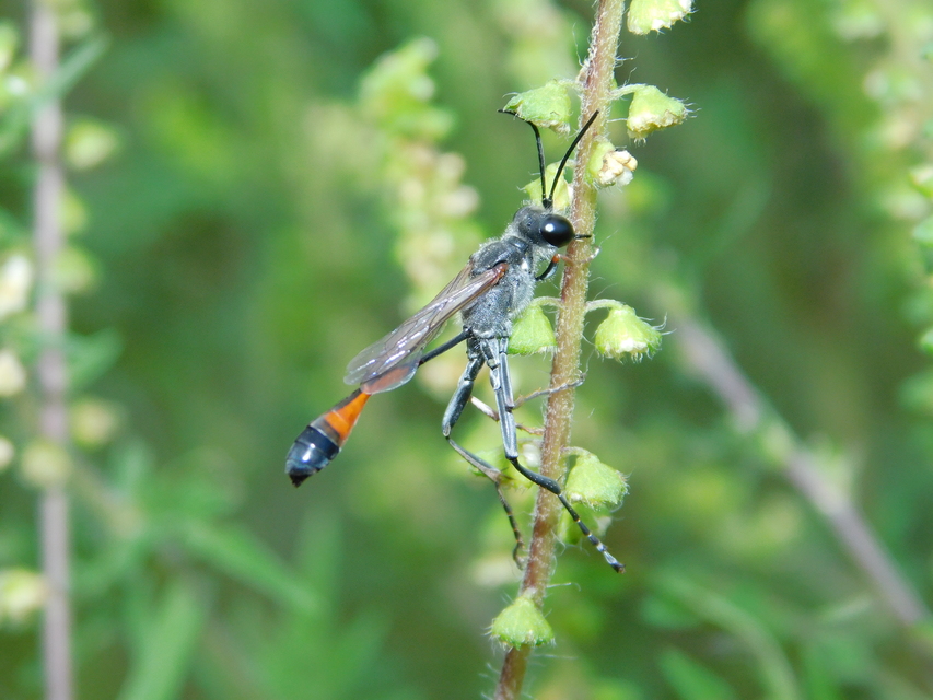 Ammophila