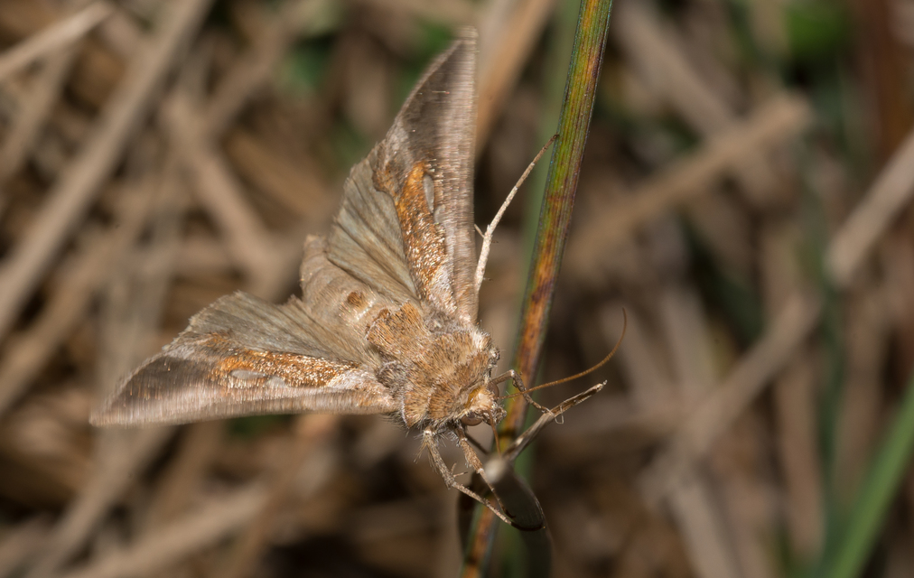 Chrysodeixis chalcites - déli aranybagoly
