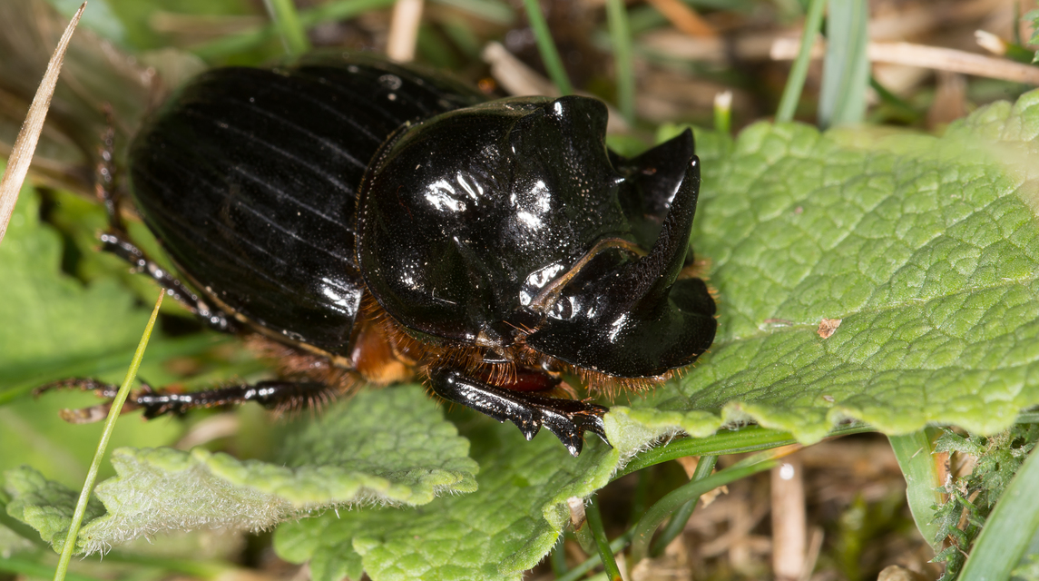 Copris lunaris - közönséges holdszarvú-ganéjtúró