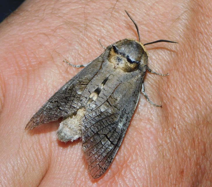 Cossus cossus - fűzfarontólepke