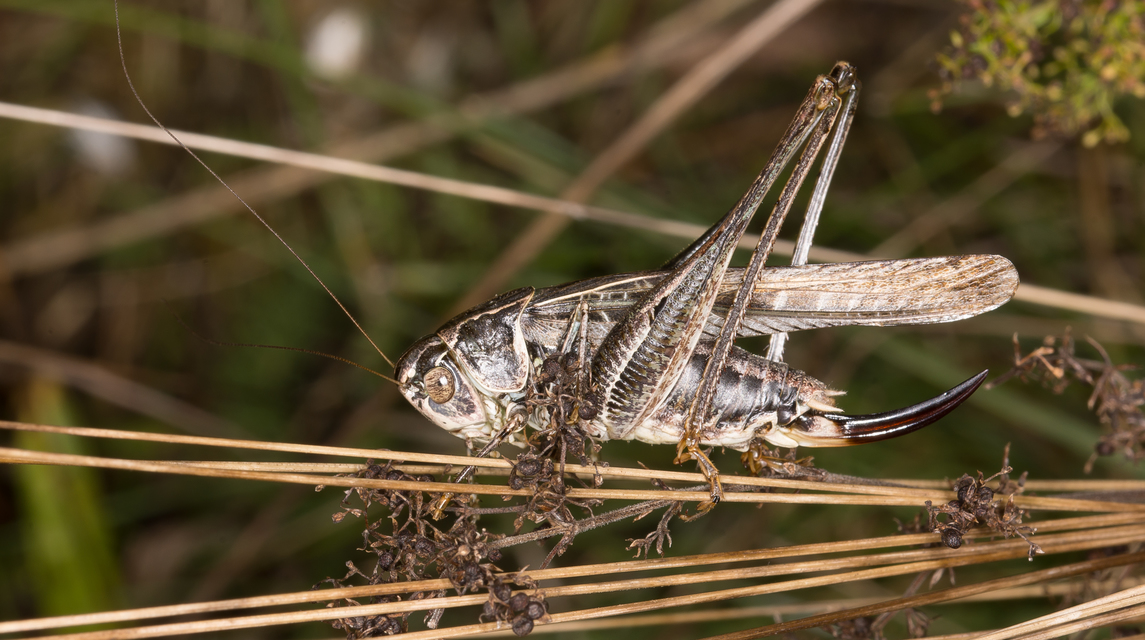Platycleis affinis - púposhasú rétiszöcske
