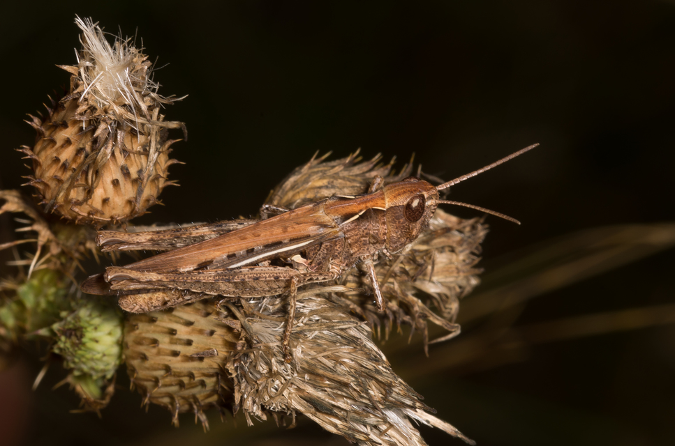 Chorthippus (Glyptobothrus) (subgenus)