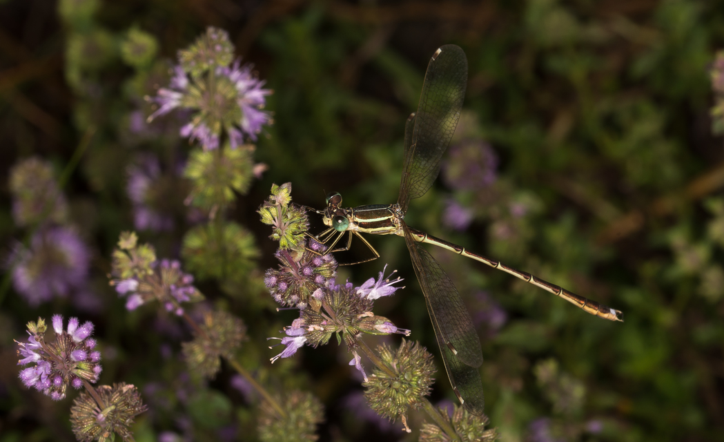 Lestes barbarus - foltosszárnyjegyű rablószitakötő