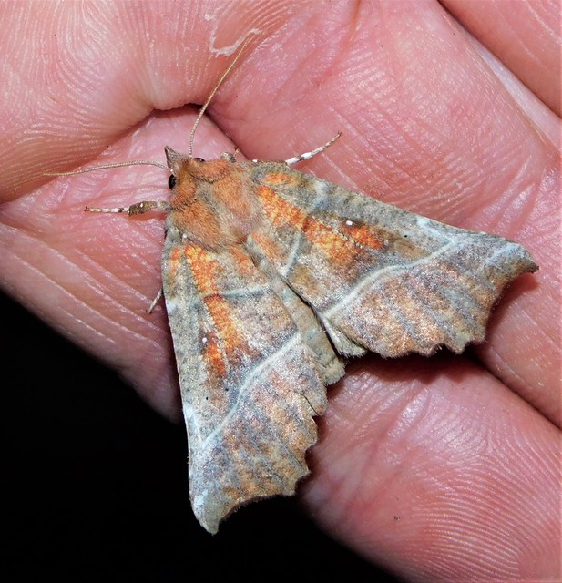 vörös csipkésbagoly - Scoliopteryx libatrix