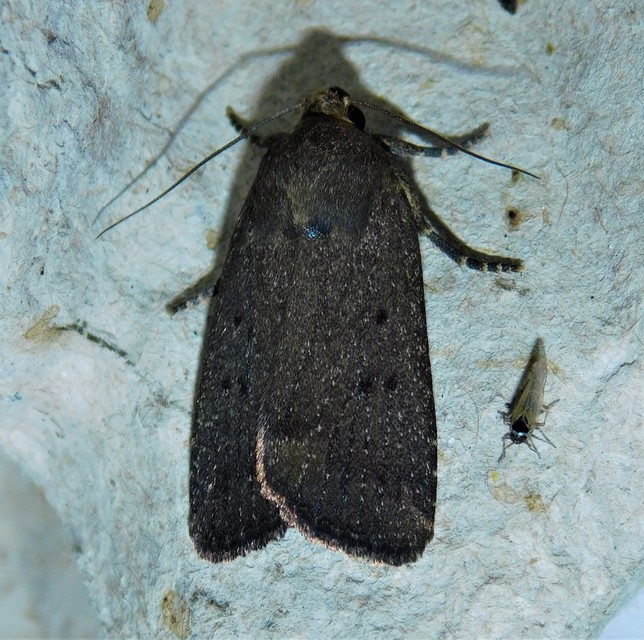 bakszakállbagoly - Amphipyra tragopoginis