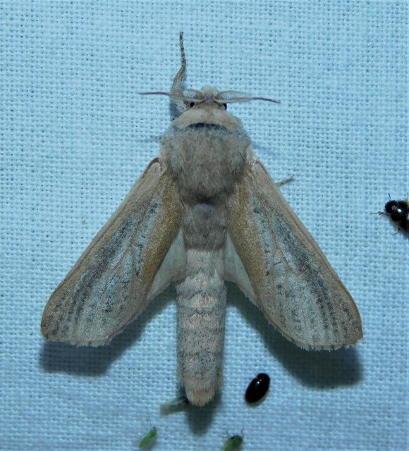 Phragmataecia castaneae - nádfúrólepke