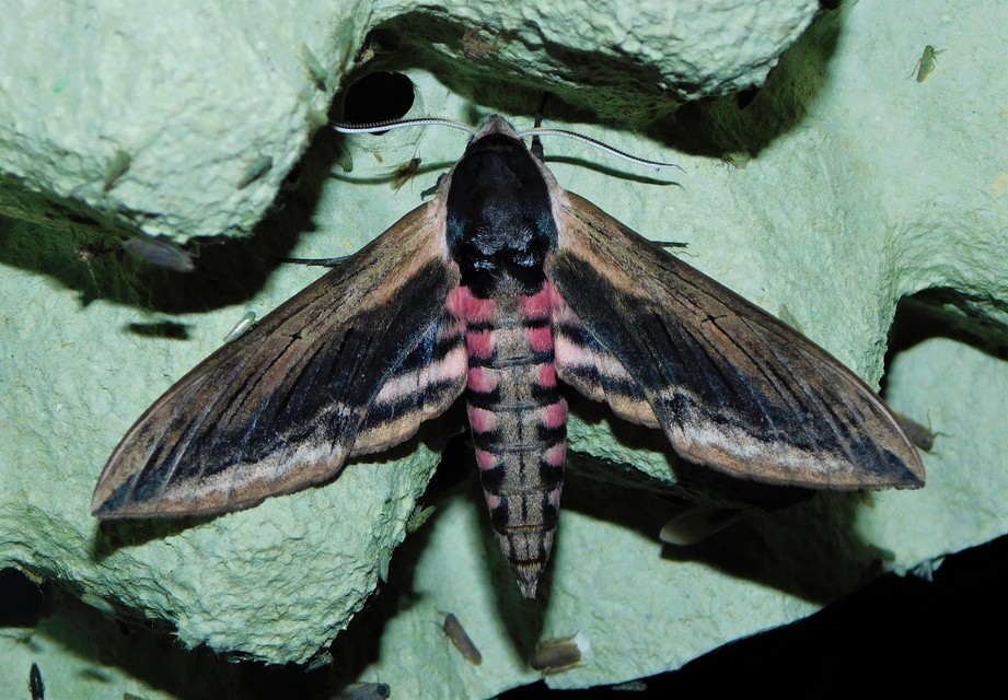 fagyalszender - Sphinx ligustri