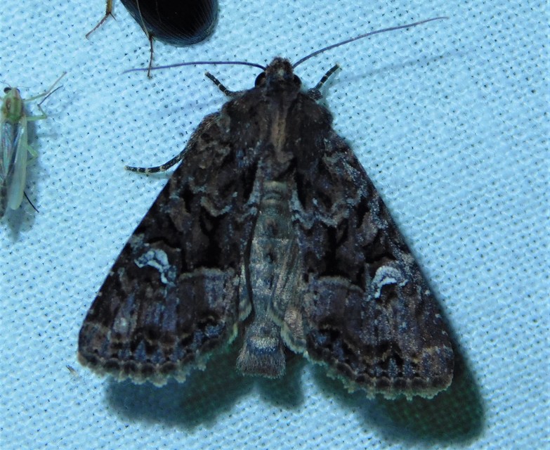 Mesapamea secalella/secalis