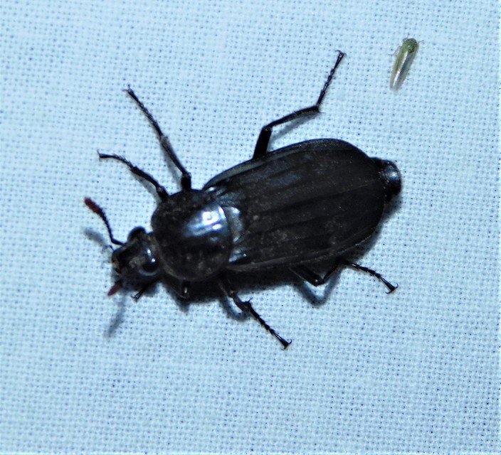 Necrodes littoralis - nagy dögbogár