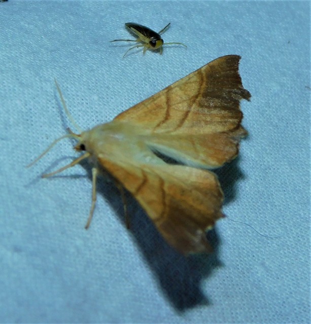 kőris-levélaraszoló - Ennomos fuscantaria