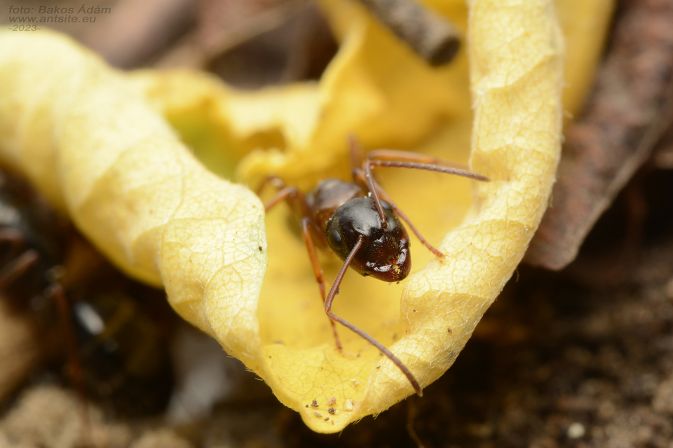 Camponotus fallax - ligeti lóhangya
