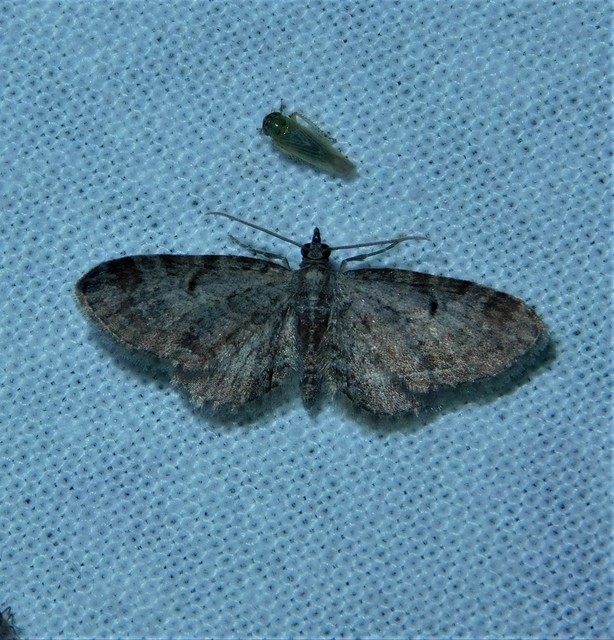 sötétszegélyű törpearaszoló - Eupithecia tenuiata