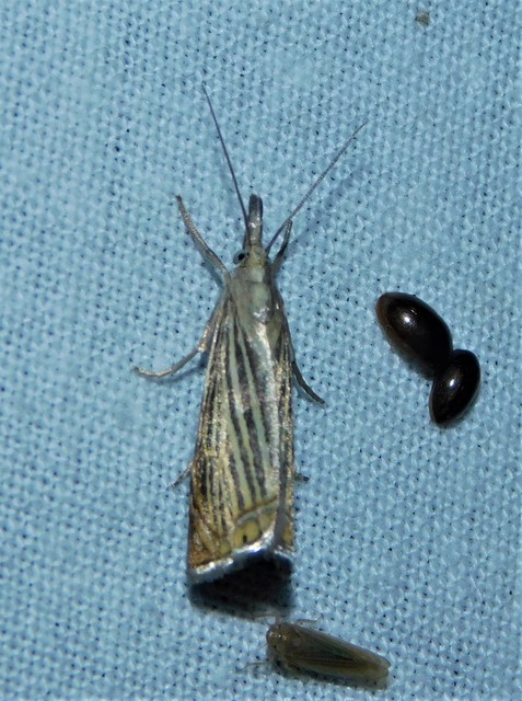 Chrysoteuchia culmella - kerti fűgyökérmoly