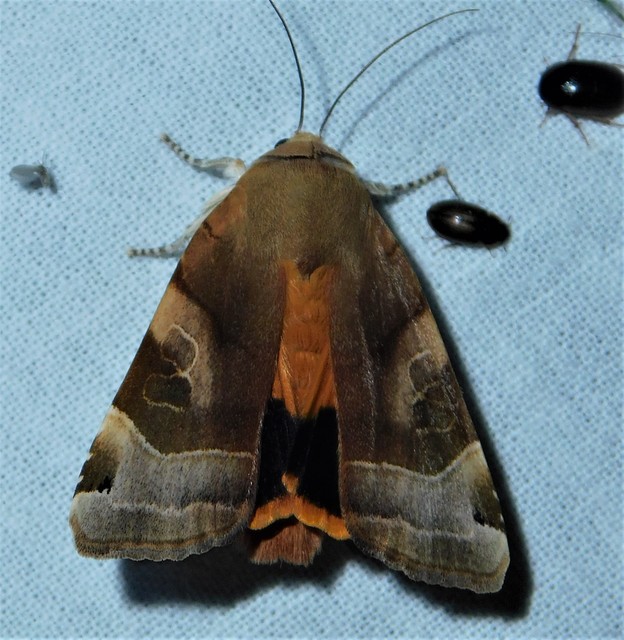 szélessávú sárgafűbagoly - Noctua fimbriata