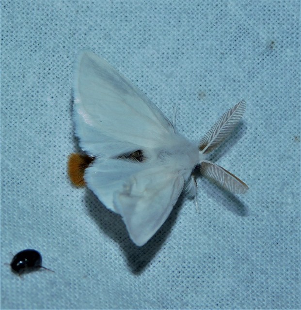 aranyfarú szövő - Euproctis chrysorrhoea