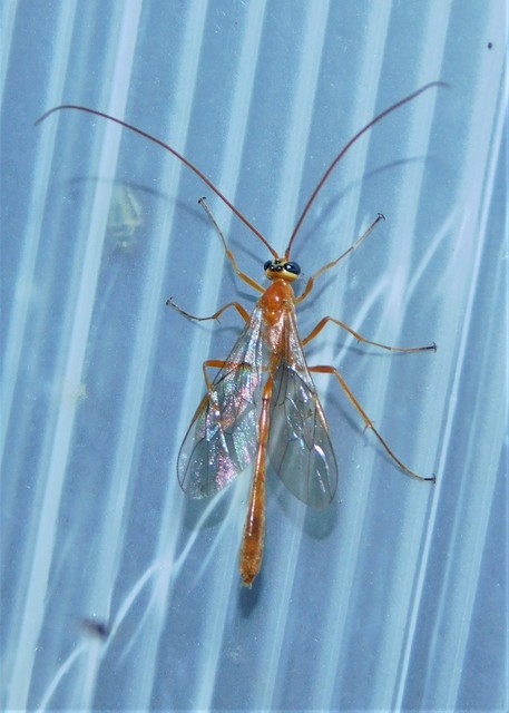 Ophion