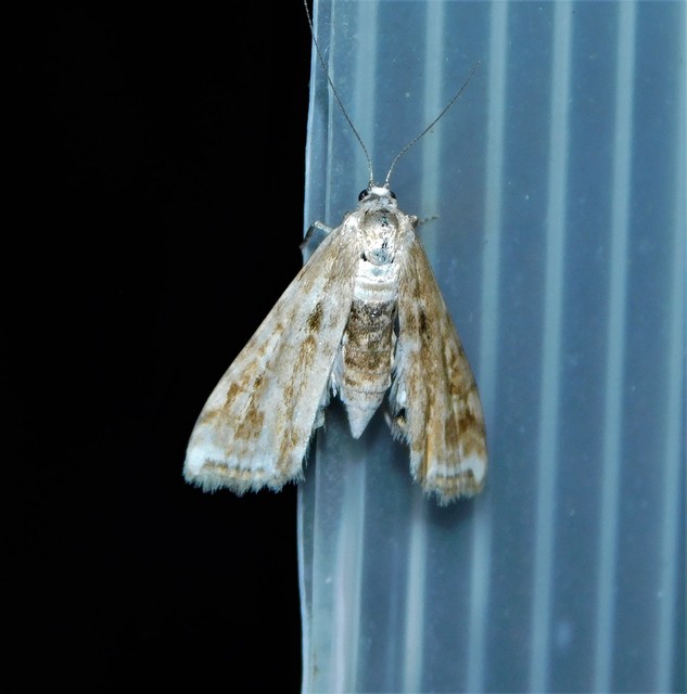 Cataclysta lemnata - békalencsemoly