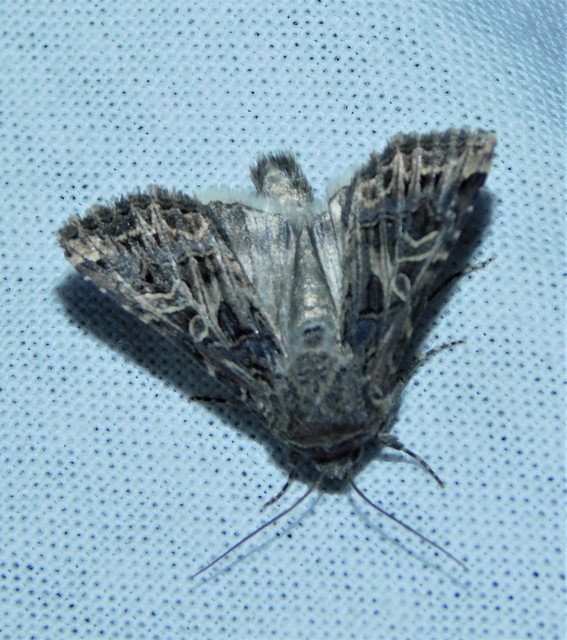 sziki szegfűbagoly - Hadula dianthi hungarica