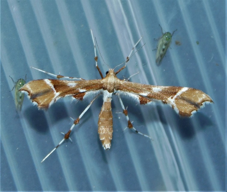 Cnaemidophorus rhododactyla - rózsabogyó-tollasmoly