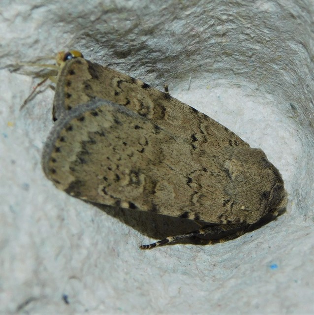 Rhyacia simulans - hamvas földibagoly