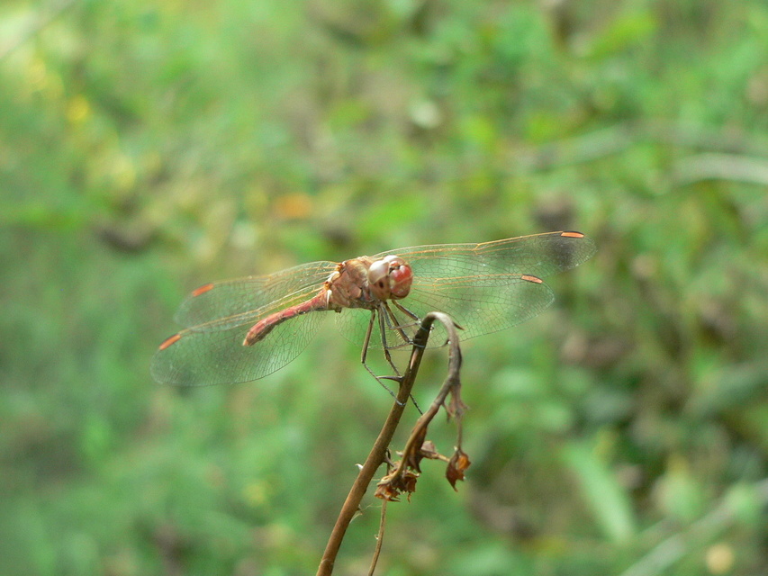 Sympetrum meridionale - fakó katona-szitakötő