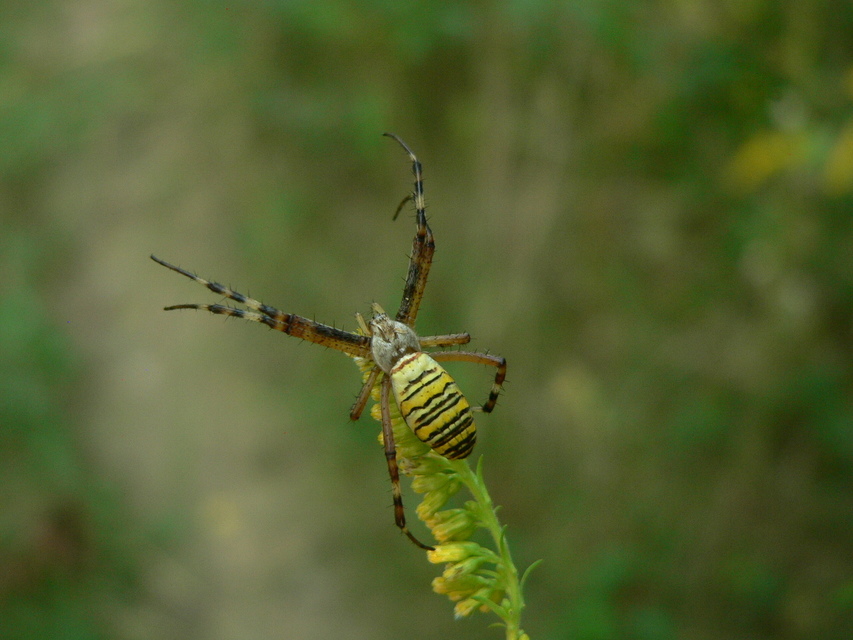 Argiope bruennichi - darázspók
