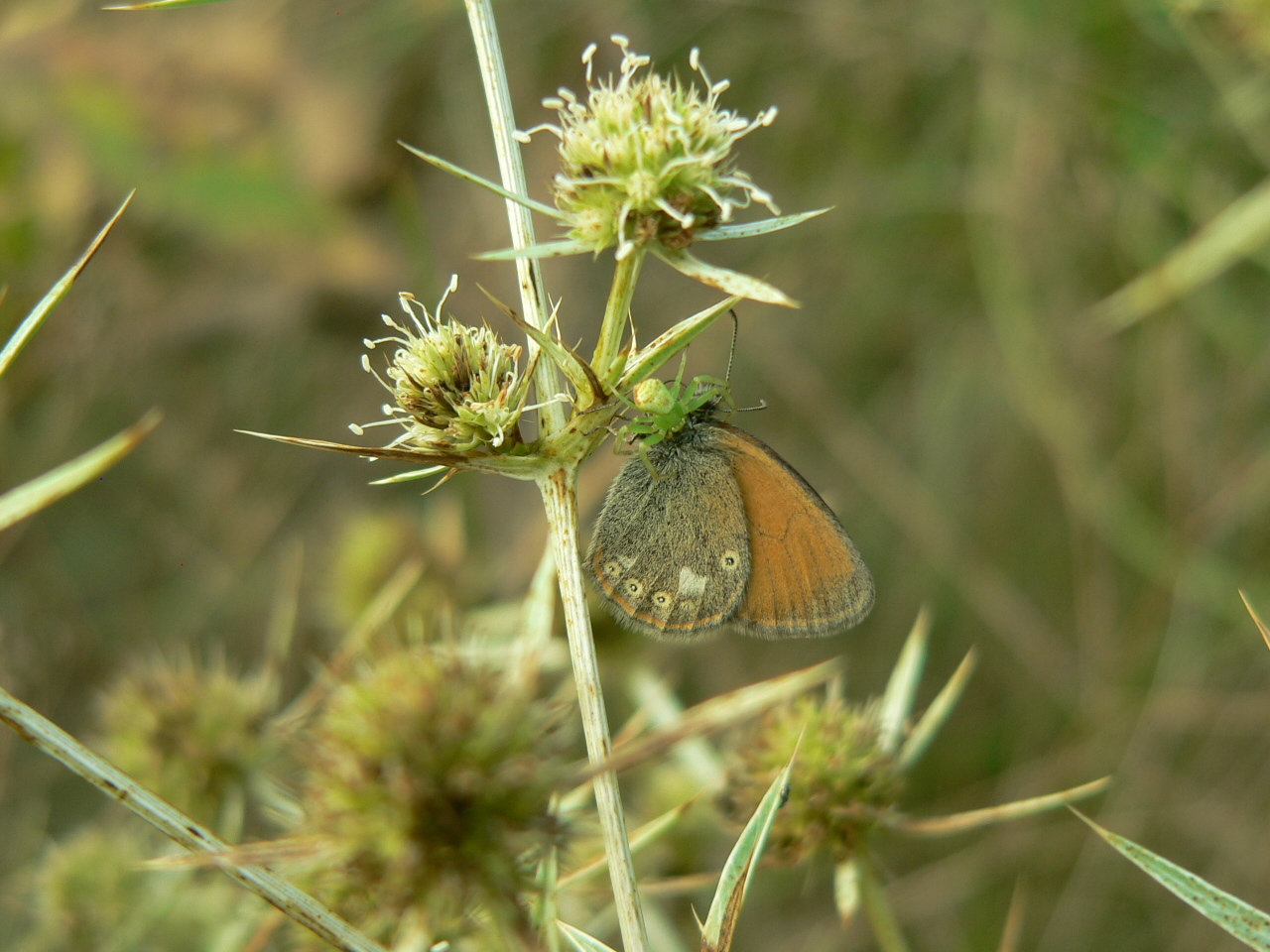Coenonympha glycerion - közönséges szénalepke