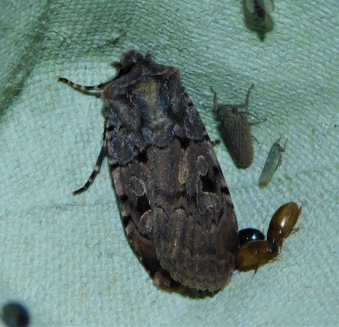 Chersotis rectangula - barna földibagoly