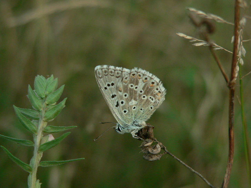 Polyommatus coridon - ezüstkék boglárka