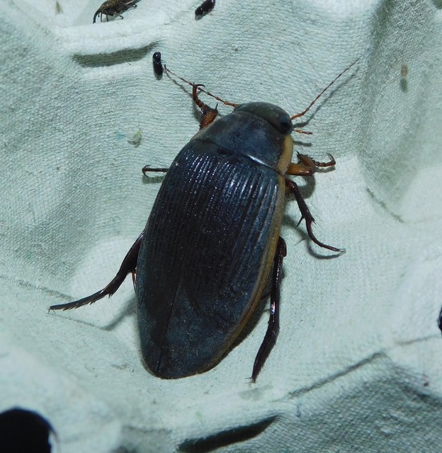 Dytiscus dimidiatus - tompacsípős csíkbogár