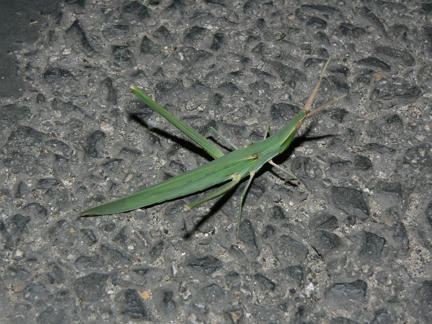 Acrida ungarica - sisakos sáska