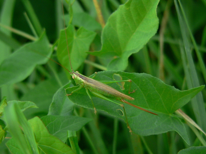 Conocephalus fuscus - kis kúpfejűszöcske